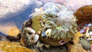 Crab and Sea Anemone [upl. by Ramhaj580]