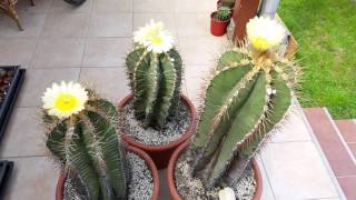 Astrophytum ornatum bigampold cacti plants [upl. by Doerrer]