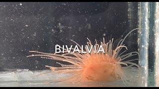 Bivalvia [upl. by Esilanna]