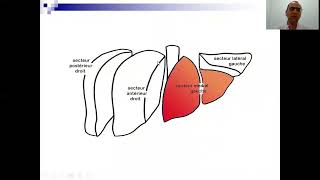 segmentation hépatique [upl. by Ahsilam573]