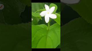 Best New DSLR Camera App For Android phone 2024 shortsvideo [upl. by Zacharia]