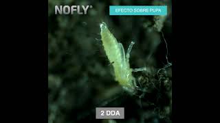 Eficacia de NoFly contra Trips  NoFly efficacy against Thrips [upl. by Glynnis971]