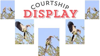 COURTSHIP DISPLAY of Southern Yellowbilled Hornbill  Hornbill Mating call [upl. by Constancia]