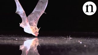 BAT SENSE  by Nature Video [upl. by Iderf]