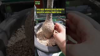 괴근 식물Caudex plants 겨울 지나서 늦게 깨어나면 언제 물을 흠뻑 줘야 할까 Pachypodium Adenium등 코덱스 공통이에요 Shorts [upl. by Guria]