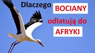 Dlaczego BOCIANY odlatują do AFRYKI [upl. by Marice]