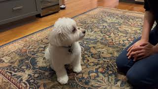 Butters AKC Tricks Video  Intermediate 10 Tricks [upl. by Notloc]