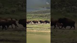 Cunning Grizzly Seizes Opportunity to Hunt Straggling Bison Calf from Fleeing Herd [upl. by Durtschi]