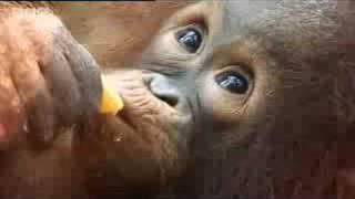 Orangutan orphan stories  Apes in Danger  BBC wildlife [upl. by Etan]