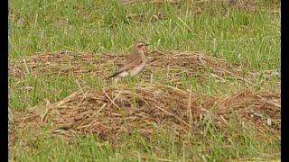 steinschmätzer  northern wheatear [upl. by Brufsky]