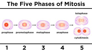 Mitosis How One Cell Becomes Two [upl. by Rica486]