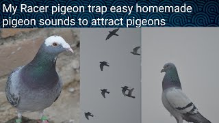 My Racer pigeon trap easy homemade pigeon sounds to attract pigeons how to kaidy pigeon easly [upl. by Eiramadnil]