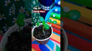 How To Grow Zinnia From Seeds Day 20indoorplanting plants gardenseeds diy gardenplant flowers [upl. by Gowrie]