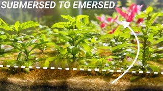 How to Convert Submersed Aquarium Plants to Emersed Growth [upl. by Cerelly]