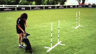 Dog Agility  Weave Poles  2x2  Pro Plan P5 Training [upl. by Naryk]