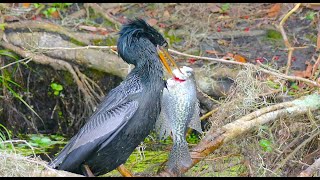 ANHINGA BEATING FISH AND SWALLOWING WHOLE [upl. by Aneles727]