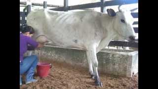 Ordeño de vacas puras Blanco Orejinegro BON Cunday  Tolima [upl. by Gemma]