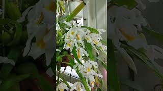 coelogyne cristata январь 2024 [upl. by Loeb]