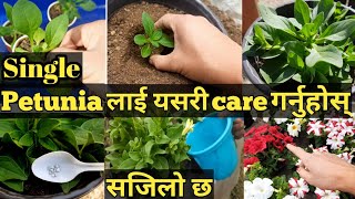 Single petunia को हेरचार गर्नु एक दम सजिलो छ👍👍🤗  Single petunia care tips [upl. by Surdna415]