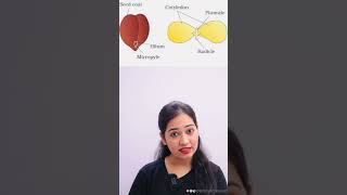 Difference between Monocot amp Dicot Plant science biology plants ytshorts yt viralvideo neet [upl. by Temhem]