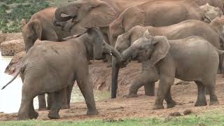 Addo National Park video  Elephants Lions Buffalos Kudu and many other wildlife [upl. by Buhler]