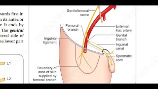 Genitofemoral nerve [upl. by Dimond817]