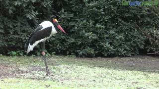 SierwatervogelsNL  Saddlebilled Stork Ephippiorhynchus senegalensis [upl. by Deevan]