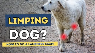 Lame Dog How To Do A Lameness Exam [upl. by Jackie516]