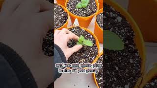 Growing Gerbera Time Lapse [upl. by Anita743]