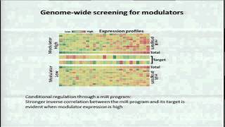 PostTranscriptional Regulators of microRNA Biogenesis Regulate Pathogenesis  Pavel Sumazin [upl. by Acirem434]