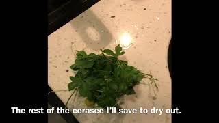 How To Boiled Cerasee Bush “Creasee Tea” [upl. by Emiatej580]