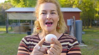 How do chicken eggs get fertilized More Than You Ever Wanted To Know [upl. by Nnek533]