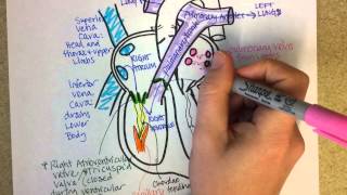 Cardiac Conduction System and Understanding ECG Animation [upl. by Aivil]