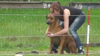 Coursing met Rhodesian Ridgebacks [upl. by Elleved889]