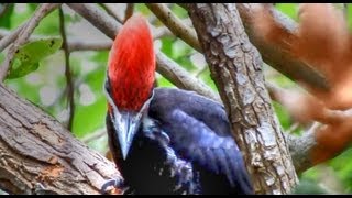 Pileated Woodpeckers Amazing Calls [upl. by Noelyn]