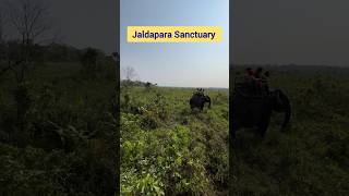 National Park Jaldapara nationalpark wildlifesanctuary elephantsafari jaldapara tourism [upl. by Kimble724]