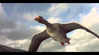 Greylag Goose Slow Motion Flying Over Camera shot with Phantom HD Gold [upl. by Ylhsa]