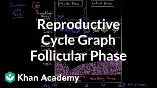 Reproductive cycle graphFollicular phase  NCLEXRN  Khan Academy [upl. by Yadrahs]