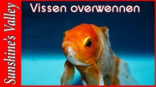 Overwennen van vissenoverzetten van vissen deel 6 starten met aquarium  Aquarium Sunshine Valley [upl. by Einafats378]