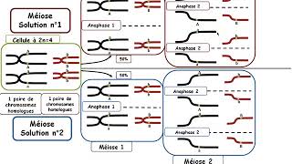 TSBilanChapitre22 Méiose et brassages Intrachromosomique et Interchromosomique [upl. by Dorree382]