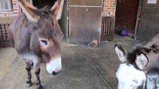 A visit to Bransby Horses [upl. by Corell]