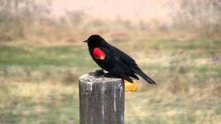 Redwinged Blackbird mating call 05052009 [upl. by Netsirt]