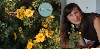 Cinquefoilpotentilla fruticosaperennial shrubhow to growpruning tips [upl. by Alexio436]