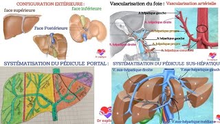 Anatomie du foie 👌 [upl. by Comstock]