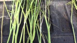 Sclerotinia Symptoms in Canola [upl. by Retnuh985]