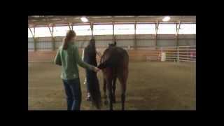 Horse Health and Disease Neurologic Exam [upl. by Edholm509]