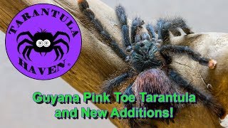 Guyana Pink Toe Tarantula and New Additions [upl. by Mcnully]