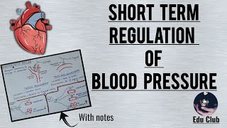 Short term regulation of blood pressure  Baroreceptor reflex  Cardiovascular Physiology [upl. by Annahsad618]