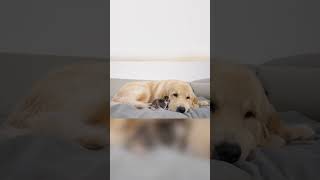 Adorable Tiny Kitten Finds Love At First Sight With Golden Retriever goldenretriever puppy cat [upl. by Eninaej537]