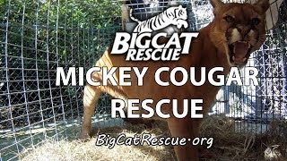 Mickey Cougar Gets Rescued [upl. by Anier]